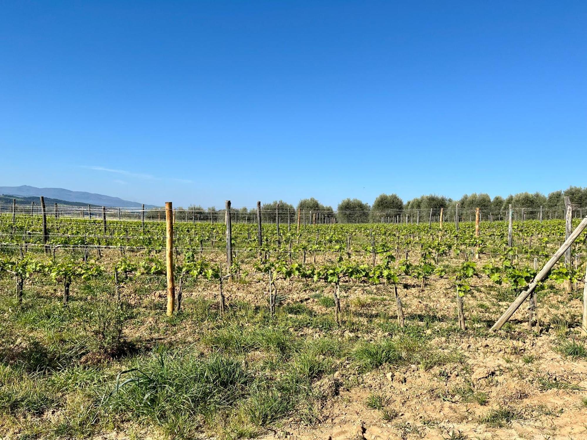 Agriturismo Le Querciole In Val D'Orcia Баньо-Виньони Экстерьер фото